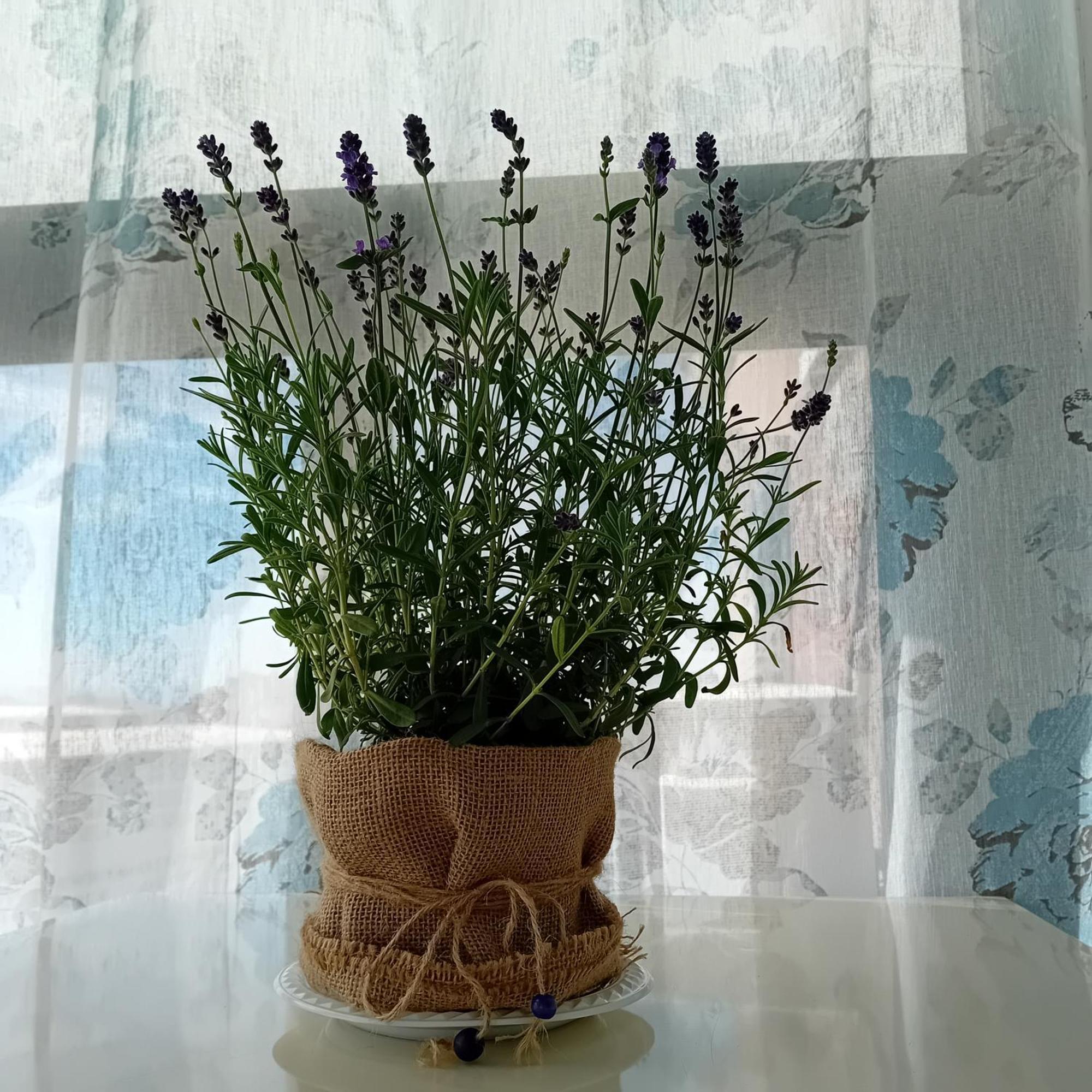Apartmán Casa Irene CTA Exteriér fotografie